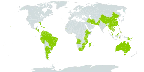 Cassia afrofistula world distribution map, present in Angola, Argentina, Antigua and Barbuda, Australia, Bangladesh, Belize, Brazil, Barbados, Brunei Darussalam, Bhutan, China, Colombia, Costa Rica, Cuba, Cayman Islands, Dominica, Dominican Republic, Ethiopia, Fiji, Ghana, Guadeloupe, Grenada, Guatemala, French Guiana, Guyana, Haiti, Indonesia, India, Iran (Islamic Republic of), Iraq, Kenya, Cambodia, Lao People's Democratic Republic, Saint Lucia, Sri Lanka, Madagascar, Maldives, Myanmar, Northern Mariana Islands, Mozambique, Martinique, Mauritius, Malawi, Malaysia, Nicaragua, Niue, Nepal, Pakistan, Panama, Peru, Philippines, Papua New Guinea, Puerto Rico, Singapore, El Salvador, Suriname, Seychelles, Thailand, Timor-Leste, Tonga, Taiwan, Province of China, Tanzania, United Republic of, Uganda, United States of America, Venezuela (Bolivarian Republic of), Viet Nam, South Africa, and Zimbabwe