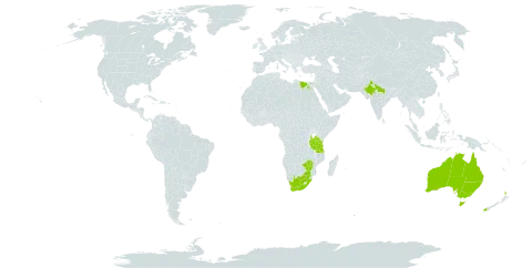 Cassia artemisioides world distribution map, present in Australia, Egypt, India, New Zealand, Tanzania, United Republic of, South Africa, and Zimbabwe