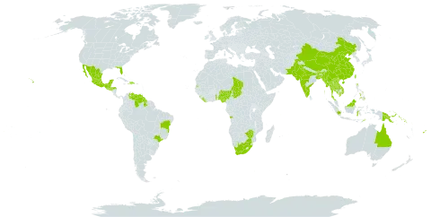 Cassia javanica world distribution map, present in Angola, Australia, Bangladesh, Belize, Brazil, Bhutan, China, Cook Islands, Dominican Republic, Fiji, Guatemala, Guyana, Honduras, Haiti, Indonesia, India, Cambodia, Lao People's Democratic Republic, Liberia, Sri Lanka, Mexico, Myanmar, Northern Mariana Islands, Mauritius, Malaysia, Nigeria, Pakistan, Philippines, Papua New Guinea, Singapore, Solomon Islands, Sierra Leone, El Salvador, Seychelles, Chad, Togo, Thailand, Timor-Leste, Taiwan, Province of China, Uganda, United States of America, Venezuela (Bolivarian Republic of), Viet Nam, South Africa, and Zimbabwe