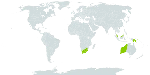 Cassine world distribution map, present in Australia, Malaysia, Papua New Guinea, and South Africa