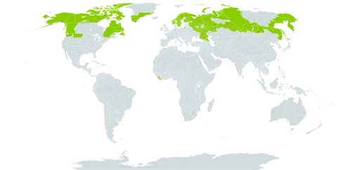 Cassiope tetragona world distribution map, present in Canada, Finland, Greenland, Liberia, Norway, Russian Federation, Sweden, and United States of America