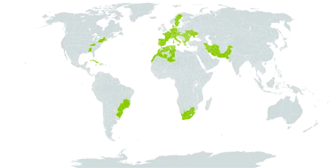 Castanea sativa world distribution map, present in Albania, Austria, Bulgaria, Brazil, Switzerland, Cuba, Czech Republic, Germany, Dominica, Denmark, Algeria, Spain, France, Greece, Haiti, Hungary, Ireland, Iran (Islamic Republic of), Italy, Jamaica, Morocco, Netherlands, Pakistan, Portugal, Romania, Sweden, Turks and Caicos Islands, Tunisia, Ukraine, United States of America, and South Africa