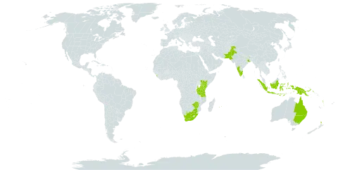 Castanospermum australe world distribution map, present in Australia, Indonesia, India, Kenya, Sri Lanka, Mauritius, New Zealand, Pakistan, Papua New Guinea, Réunion, Tanzania, United Republic of, Uganda, Vanuatu, South Africa, and Zimbabwe