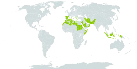 Castellia tuberculosa world distribution map, present in Djibouti, Algeria, Eritrea, Spain, Greece, Indonesia, Iran (Islamic Republic of), Libya, Morocco, Oman, Pakistan, Palau, Saudi Arabia, Sudan, Somalia, and Tunisia