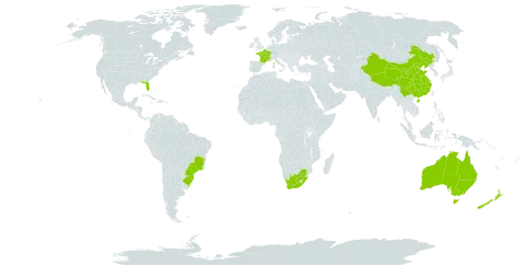 Casuarina cunninghamiana world distribution map, present in Australia, Brazil, China, France, New Zealand, United States of America, and South Africa