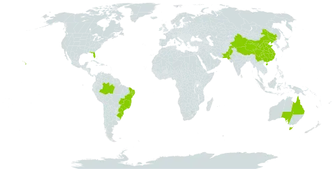 Casuarina equisetifolia world distribution map, present in Australia, Brazil, China, Pakistan, and United States of America