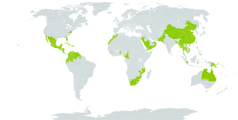 Casuarina equisetifolia subsp. equisetifolia world distribution map, present in United Arab Emirates, American Samoa, French Southern Territories, Australia, Benin, Burkina Faso, Bangladesh, Bahamas, Belize, Brunei Darussalam, China, Cameroon, Cook Islands, Colombia, Costa Rica, Cuba, Cayman Islands, Dominican Republic, Ecuador, Spain, Fiji, Micronesia (Federated States of), Guinea, Equatorial Guinea, Guatemala, Guam, Guyana, Honduras, Haiti, Indonesia, India, Jamaica, Cambodia, Kiribati, Sri Lanka, Morocco, Maldives, Mexico, Marshall Islands, Myanmar, Northern Mariana Islands, Mozambique, Nicaragua, Niue, Nepal, Nauru, Oman, Pakistan, Philippines, Palau, Papua New Guinea, Puerto Rico, Saudi Arabia, Singapore, Solomon Islands, El Salvador, Sao Tome and Principe, Seychelles, Turks and Caicos Islands, Thailand, Tonga, Trinidad and Tobago, Tuvalu, Taiwan, Province of China, United States Minor Outlying Islands, United States of America, Venezuela (Bolivarian Republic of), Viet Nam, Wallis and Futuna, Yemen, and South Africa