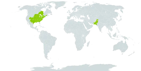 Catalpa speciosa world distribution map, present in Canada, Pakistan, and United States of America