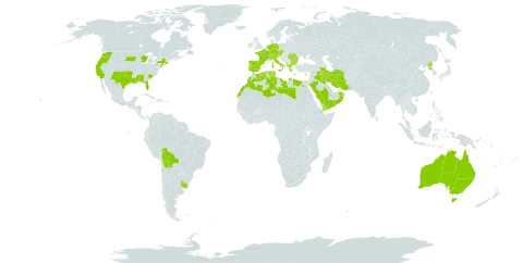 Catapodium world distribution map, present in Åland Islands, Albania, Australia, Austria, Bulgaria, Bermuda, Bolivia (Plurinational State of), Switzerland, Cyprus, Czech Republic, Germany, Djibouti, Algeria, Egypt, Spain, France, Greece, Ireland, Iran (Islamic Republic of), Iraq, Italy, Libya, Morocco, Norfolk Island, Netherlands, Oman, Palau, Korea (Democratic People's Republic of), Portugal, Romania, Saudi Arabia, Singapore, Turks and Caicos Islands, Tunisia, Uruguay, United States of America, and Yemen