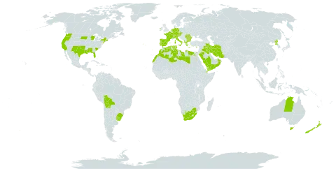 Catapodium rigidum world distribution map, present in Åland Islands, Albania, Australia, Austria, Bulgaria, Bermuda, Bolivia (Plurinational State of), Brazil, Switzerland, Cyprus, Czech Republic, Germany, Djibouti, Algeria, Egypt, Spain, France, Greece, Ireland, Iran (Islamic Republic of), Iraq, Italy, Libya, Morocco, Norfolk Island, Netherlands, New Zealand, Oman, Palau, Korea (Democratic People's Republic of), Portugal, Romania, Saudi Arabia, Singapore, Turks and Caicos Islands, Tunisia, Uruguay, United States of America, Yemen, and South Africa