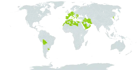 Catapodium rigidum subsp. rigidum world distribution map, present in Åland Islands, Albania, Austria, Bulgaria, Bermuda, Bolivia (Plurinational State of), Switzerland, Cyprus, Czech Republic, Germany, Djibouti, Algeria, Egypt, Spain, France, Greece, Ireland, Iran (Islamic Republic of), Iraq, Italy, Libya, Morocco, Norfolk Island, Netherlands, Oman, Palau, Korea (Democratic People's Republic of), Portugal, Romania, Saudi Arabia, Singapore, Turks and Caicos Islands, Tunisia, Uruguay, and Yemen