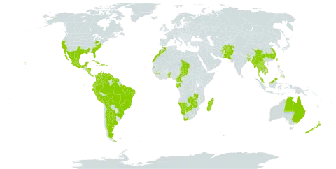 Catharanthus roseus world distribution map, present in Afghanistan, Anguilla, Argentina, American Samoa, Antigua and Barbuda, Australia, Benin, Bonaire, Sint Eustatius and Saba, Burkina Faso, Bangladesh, Bahamas, Belize, Bolivia (Plurinational State of), Brazil, Barbados, Bhutan, Botswana, China, Cameroon, Cook Islands, Colombia, Cabo Verde, Costa Rica, Cuba, Cayman Islands, Dominica, Dominican Republic, Ecuador, Spain, Fiji, Micronesia (Federated States of), Gabon, Guinea, Guadeloupe, Equatorial Guinea, French Guiana, Guam, Guyana, Honduras, Haiti, India, Jamaica, Cambodia, Kiribati, Lao People's Democratic Republic, Saint Lucia, Morocco, Madagascar, Maldives, Mexico, Marshall Islands, Myanmar, Northern Mariana Islands, Montserrat, Martinique, Malaysia, Namibia, Nicaragua, Niue, Nauru, New Zealand, Pakistan, Panama, Peru, Philippines, Palau, Puerto Rico, Sao Tome and Principe, Suriname, eSwatini, Seychelles, Turks and Caicos Islands, Chad, Togo, Thailand, Tokelau, Tonga, Trinidad and Tobago, Taiwan, Province of China, United States Minor Outlying Islands, United States of America, Venezuela (Bolivarian Republic of), Viet Nam, Samoa, South Africa, Zambia, and Zimbabwe