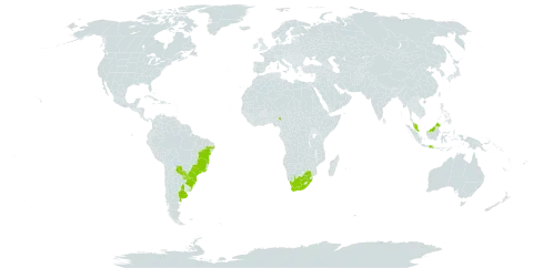 Cayaponia martiana world distribution map, present in Argentina, Brazil, Indonesia, Malaysia, Nigeria, Paraguay, Uruguay, and South Africa