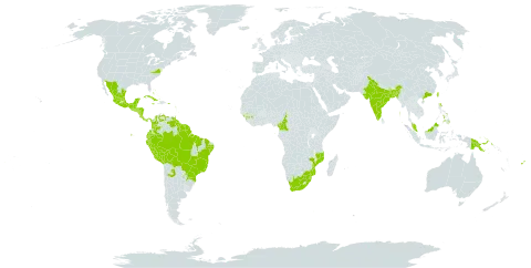 Cedrela odorata world distribution map, present in Argentina, Antigua and Barbuda, Bonaire, Sint Eustatius and Saba, Bangladesh, Bahamas, Belize, Bolivia (Plurinational State of), Brazil, Barbados, China, Cameroon, Colombia, Costa Rica, Cuba, Cayman Islands, Dominica, Ecuador, Fiji, Guinea, Guadeloupe, Grenada, Guatemala, French Guiana, Guyana, Honduras, India, Iceland, Jamaica, Saint Lucia, Sri Lanka, Mexico, Mozambique, Montserrat, Malaysia, Nicaragua, Panama, Peru, Philippines, Papua New Guinea, Puerto Rico, Paraguay, El Salvador, Sao Tome and Principe, Suriname, eSwatini, Trinidad and Tobago, Taiwan, Province of China, United States of America, Venezuela (Bolivarian Republic of), and South Africa