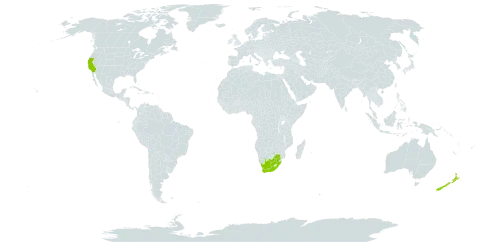 Cedronella canariensis world distribution map, present in New Zealand, United States of America, and South Africa