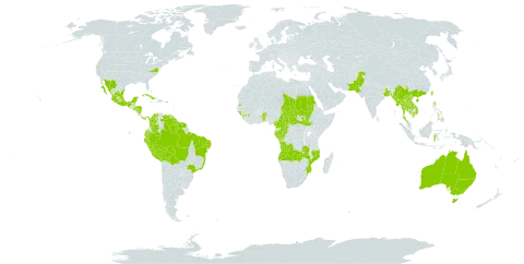 Ceiba pentandra world distribution map, present in Angola, Anguilla, American Samoa, Antigua and Barbuda, Australia, Benin, Bonaire, Sint Eustatius and Saba, Burkina Faso, Bangladesh, Bahamas, Belize, Bolivia (Plurinational State of), Brazil, Barbados, Brunei Darussalam, Central African Republic, China, Cameroon, Congo, Cook Islands, Colombia, Cuba, Dominica, Ecuador, Fiji, Micronesia (Federated States of), Gabon, Guinea, Guinea-Bissau, Equatorial Guinea, Grenada, French Guiana, Guam, Guyana, Honduras, Indonesia, India, Jamaica, Cambodia, Lao People's Democratic Republic, Saint Lucia, Sri Lanka, Mexico, Marshall Islands, Myanmar, Northern Mariana Islands, Mozambique, Montserrat, Nicaragua, Niue, Pakistan, Panama, Peru, Philippines, Palau, Puerto Rico, Sudan, El Salvador, South Sudan, Sao Tome and Principe, Suriname, Seychelles, Chad, Togo, Thailand, Tonga, Trinidad and Tobago, Taiwan, Province of China, United States of America, Saint Vincent and the Grenadines, Venezuela (Bolivarian Republic of), Viet Nam, and Zambia