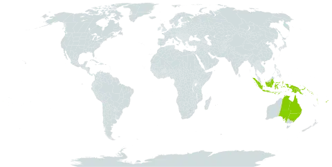 Celtis paniculata world distribution map, present in Australia, Cook Islands, Fiji, Micronesia (Federated States of), Indonesia, Niue, Pitcairn, Palau, Papua New Guinea, Solomon Islands, Tonga, United States of America, and Vanuatu