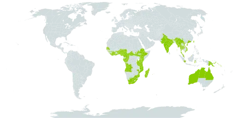 Celtis philippensis world distribution map, present in Angola, Australia, Benin, Brunei Darussalam, Central African Republic, China, Côte d'Ivoire, Cameroon, Congo, Ethiopia, Gabon, Ghana, Guinea, Equatorial Guinea, Hong Kong, Indonesia, India, British Indian Ocean Territory, Kenya, Liberia, Sri Lanka, Madagascar, Myanmar, Mozambique, Mauritius, Malaysia, Mayotte, Nigeria, Philippines, Papua New Guinea, Réunion, Senegal, Solomon Islands, South Sudan, Sao Tome and Principe, Togo, Thailand, Taiwan, Province of China, Tanzania, United Republic of, Uganda, Viet Nam, and South Africa