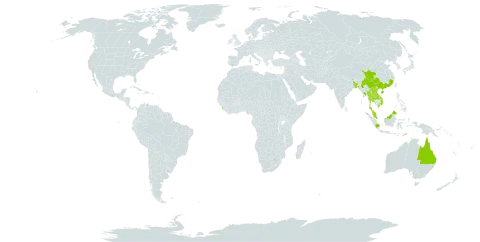 Celtis timorensis world distribution map, present in Australia, Bangladesh, China, Indonesia, India, Lao People's Democratic Republic, Sri Lanka, Myanmar, Malaysia, Nepal, Philippines, Thailand, Timor-Leste, Uruguay, and Viet Nam