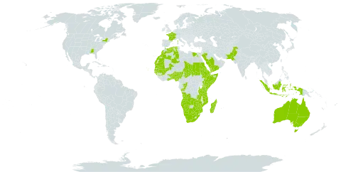 Cenchrus biflorus world distribution map, present in Angola, Åland Islands, Australia, Benin, Burkina Faso, Botswana, Congo, Cabo Verde, Djibouti, Algeria, Egypt, Eritrea, Ethiopia, France, Ghana, Guinea, Gambia, Guinea-Bissau, Indonesia, Kenya, Morocco, Madagascar, Mali, Mozambique, Mauritania, Namibia, Nigeria, Pakistan, Saudi Arabia, Sudan, Senegal, Singapore, Somalia, Chad, Togo, Tanzania, United Republic of, United States of America, Yemen, South Africa, Zambia, and Zimbabwe