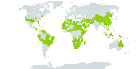 Cenchrus ciliaris world distribution map, present in Aruba, Afghanistan, Angola, Andorra, Australia, Benin, Bangladesh, Bahamas, Bolivia (Plurinational State of), Brazil, Botswana, China, Cabo Verde, Costa Rica, Cuba, Djibouti, Algeria, Ecuador, Egypt, Eritrea, Ethiopia, Fiji, Ghana, Gambia, Greece, Guyana, Honduras, Indonesia, Iran (Islamic Republic of), Iraq, Kenya, Kuwait, Libya, Morocco, Madagascar, Mali, Mozambique, Mauritania, Namibia, Nigeria, Nicaragua, Oman, Pakistan, Panama, Peru, Philippines, Palau, Puerto Rico, Paraguay, Rwanda, Saudi Arabia, Sudan, Senegal, Singapore, Solomon Islands, Somalia, eSwatini, Chad, Togo, Tunisia, Taiwan, Province of China, Tanzania, United Republic of, Uganda, United States of America, Venezuela (Bolivarian Republic of), Viet Nam, Wallis and Futuna, Yemen, South Africa, Zambia, and Zimbabwe