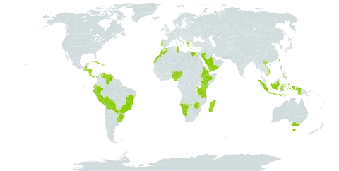 Cenchrus clandestinus world distribution map, present in Australia, Burkina Faso, Bolivia (Plurinational State of), Brazil, Costa Rica, Cuba, Dominica, Ecuador, Egypt, Eritrea, Ethiopia, Greece, Guatemala, Honduras, Haiti, Indonesia, Kenya, Morocco, Madagascar, Mauritius, Namibia, Norfolk Island, Nigeria, Nicaragua, Panama, Peru, Philippines, Palau, Puerto Rico, Portugal, Paraguay, Réunion, Rwanda, Saudi Arabia, eSwatini, Tunisia, Taiwan, Province of China, Tanzania, United Republic of, Uganda, Uruguay, Venezuela (Bolivarian Republic of), Viet Nam, Yemen, and Zimbabwe