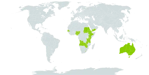 Cenchrus geniculatus world distribution map, present in Angola, Australia, Burkina Faso, Eritrea, Ethiopia, Kenya, Lesotho, Nigeria, Rwanda, Sudan, Senegal, eSwatini, Tanzania, United Republic of, Uganda, Yemen, Zambia, and Zimbabwe