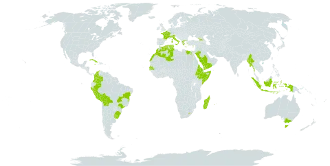 Cenchrus longisetus world distribution map, present in Australia, Bolivia (Plurinational State of), Brazil, Colombia, Cuba, Cyprus, Algeria, Egypt, Eritrea, Ethiopia, France, Micronesia (Federated States of), Georgia, Greece, Indonesia, Italy, Jamaica, Lesotho, Morocco, Madagascar, Myanmar, Mauritius, Peru, Réunion, Saudi Arabia, Senegal, Somalia, Tunisia, Uruguay, and Yemen