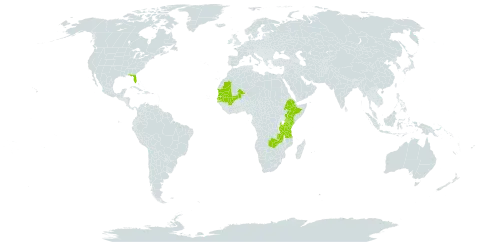 Cenchrus pedicellatus subsp. unispiculus world distribution map, present in Ethiopia, Kenya, Mali, Mauritania, Senegal, Tanzania, United Republic of, United States of America, and Zambia