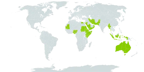 Cenchrus pennisetiformis world distribution map, present in Australia, Djibouti, Egypt, Eritrea, Ethiopia, Indonesia, Iran (Islamic Republic of), Kenya, Myanmar, Mauritania, Nigeria, Oman, Pakistan, Saudi Arabia, Sudan, Singapore, Somalia, and Yemen