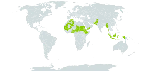 Cenchrus prieurii world distribution map, present in Algeria, Ethiopia, Indonesia, Mali, Myanmar, Mauritania, Nigeria, Pakistan, Sudan, Senegal, Chad, and Yemen