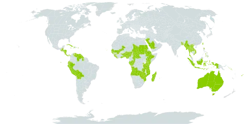 Cenchrus setosus world distribution map, present in Angola, Andorra, Australia, Benin, Burkina Faso, Bangladesh, Belize, Bermuda, Bolivia (Plurinational State of), Central African Republic, Congo, Cabo Verde, Costa Rica, Cuba, Dominica, Ecuador, Ethiopia, Fiji, Gabon, Ghana, Guinea, Gambia, Guinea-Bissau, Guatemala, Guyana, Honduras, Haiti, Indonesia, Jamaica, Kenya, Lao People's Democratic Republic, Liberia, Madagascar, Mali, Myanmar, Mozambique, Nigeria, Nicaragua, Nepal, Panama, Peru, Philippines, Puerto Rico, Réunion, Rwanda, Saudi Arabia, Sudan, Senegal, Solomon Islands, Sierra Leone, Seychelles, Chad, Togo, Thailand, Taiwan, Province of China, Tanzania, United Republic of, Uganda, Venezuela (Bolivarian Republic of), Viet Nam, Zambia, and Zimbabwe