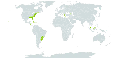 Cenchrus tribuloides world distribution map, present in Åland Islands, Bahamas, Bermuda, Brazil, Cuba, Cayman Islands, Dominica, Georgia, Greece, Haiti, Jamaica, Malaysia, Nicaragua, Puerto Rico, Tonga, and United States of America