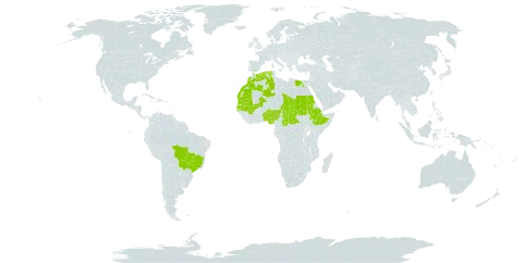 Cenchrus violaceus world distribution map, present in Benin, Brazil, Central African Republic, Algeria, Egypt, Ethiopia, Morocco, Mali, Mauritania, Nigeria, Sudan, Senegal, and Chad