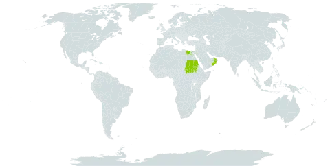 Centaurea aegyptiaca world distribution map, present in Egypt, Israel, Oman, Saudi Arabia, and Sudan