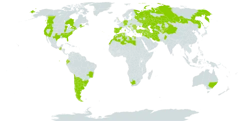 Centaurea benedicta world distribution map, present in Afghanistan, Albania, Argentina, Armenia, Australia, Azerbaijan, Belgium, Bulgaria, Bosnia and Herzegovina, Brazil, Canada, Switzerland, Chile, China, Cyprus, Germany, Algeria, Ecuador, Spain, France, United Kingdom of Great Britain and Northern Ireland, Greece, Guatemala, Croatia, Iran (Islamic Republic of), Iraq, Israel, Italy, Kazakhstan, Kyrgyzstan, Lebanon, Libya, Morocco, North Macedonia, Pakistan, Portugal, Romania, Russian Federation, Saudi Arabia, Serbia, Slovakia, Slovenia, Syrian Arab Republic, Tajikistan, Turkmenistan, Turkey, Ukraine, Uruguay, United States of America, Uzbekistan, and South Africa