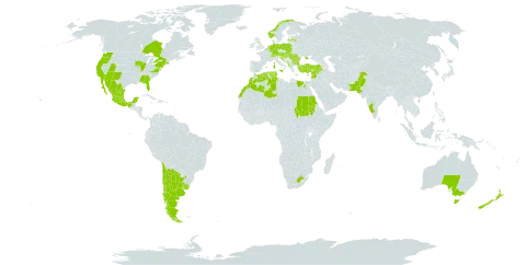 Centaurea calcitrapa subsp. calcitrapa world distribution map, present in Anguilla, Albania, Argentina, Australia, Austria, Belgium, Bulgaria, Bosnia and Herzegovina, Canada, Switzerland, Chile, Cabo Verde, Cyprus, Germany, Algeria, Egypt, Spain, France, United Kingdom of Great Britain and Northern Ireland, Gibraltar, Greece, Croatia, Hungary, India, Italy, Lebanon, Luxembourg, Latvia, Morocco, Mexico, North Macedonia, Malta, Montenegro, Netherlands, Norway, New Zealand, Pakistan, Poland, Portugal, Romania, Saudi Arabia, Sudan, Serbia, Slovakia, Slovenia, Syrian Arab Republic, Tunisia, Turkey, Ukraine, Uruguay, United States of America, and South Africa