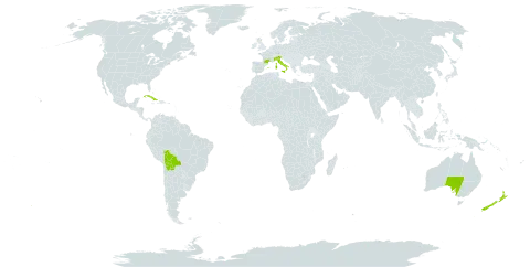 Centaurea cineraria subsp. cineraria world distribution map, present in Australia, Bolivia (Plurinational State of), Cuba, Spain, France, United Kingdom of Great Britain and Northern Ireland, Italy, and New Zealand