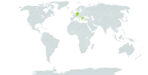 Centaurea deusta world distribution map, present in Albania, Belgium, Bulgaria, Bosnia and Herzegovina, Switzerland, Germany, Greece, Croatia, Italy, North Macedonia, Malta, Montenegro, and Serbia