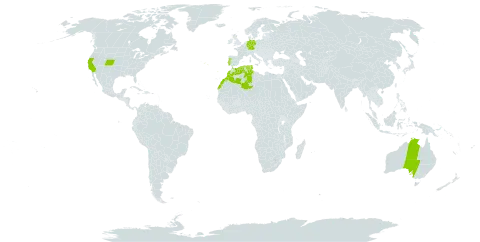 Centaurea eriophora world distribution map, present in Australia, Germany, Algeria, Spain, United Kingdom of Great Britain and Northern Ireland, Israel, Morocco, Portugal, Tunisia, and United States of America