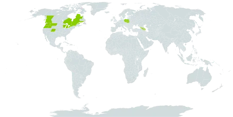 Centaurea macrocephala world distribution map, present in Armenia, Azerbaijan, Canada, United Kingdom of Great Britain and Northern Ireland, Georgia, Poland, and United States of America