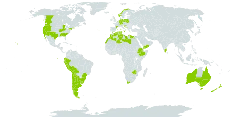 Centaurea melitensis world distribution map, present in Argentina, Australia, Belgium, Bosnia and Herzegovina, Bolivia (Plurinational State of), Brazil, Canada, Switzerland, Chile, Cabo Verde, Germany, Algeria, Ecuador, Egypt, Spain, Ethiopia, France, United Kingdom of Great Britain and Northern Ireland, Gibraltar, Greece, Croatia, India, Italy, Libya, Morocco, Mexico, Malta, Montenegro, Norway, New Zealand, Peru, Poland, Portugal, Tunisia, Uruguay, United States of America, Yemen, South Africa, and Zimbabwe