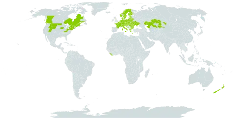 Centaurea scabiosa subsp. scabiosa world distribution map, present in Albania, Austria, Belgium, Bulgaria, Bosnia and Herzegovina, Belarus, Canada, Switzerland, Czech Republic, Germany, Denmark, Estonia, Finland, France, United Kingdom of Great Britain and Northern Ireland, Greece, Croatia, Hungary, Italy, Kazakhstan, Liberia, Liechtenstein, Lithuania, Luxembourg, Latvia, Moldova (Republic of), Montenegro, Netherlands, Norway, New Zealand, Poland, Romania, Russian Federation, Serbia, Slovakia, Slovenia, Sweden, Ukraine, and United States of America