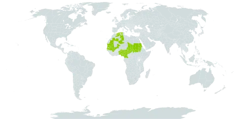 Centaurea senegalensis world distribution map, present in Benin, Burkina Faso, Cameroon, Algeria, Mali, Mauritania, Nigeria, Sudan, Senegal, and Chad