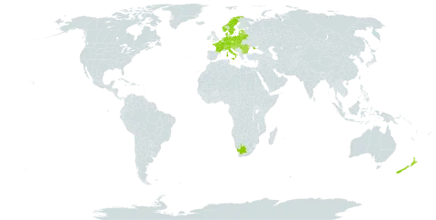 Centaurea stoebe subsp. stoebe world distribution map, present in Australia, Austria, Belgium, Bulgaria, Bosnia and Herzegovina, Belarus, Switzerland, Czech Republic, Germany, Denmark, Estonia, France, United Kingdom of Great Britain and Northern Ireland, Croatia, Hungary, Italy, Lithuania, Luxembourg, Latvia, Moldova (Republic of), North Macedonia, Netherlands, Norway, New Zealand, Poland, Romania, Russian Federation, Serbia, Slovakia, Slovenia, Sweden, Ukraine, and South Africa