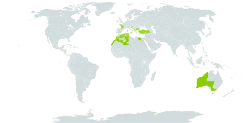 Centaurium maritimum world distribution map, present in Albania, Australia, Bulgaria, Cyprus, Algeria, Egypt, Spain, France, Greece, Croatia, Israel, Italy, Lebanon, Morocco, Montenegro, Portugal, Tunisia, and Turkey