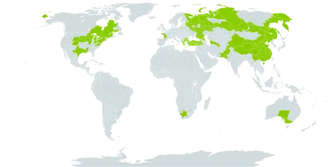 Centaurium pulchellum world distribution map, present in Albania, Australia, Bulgaria, Canada, China, France, Greece, Pakistan, Russian Federation, Turkmenistan, Turkey, United States of America, and South Africa