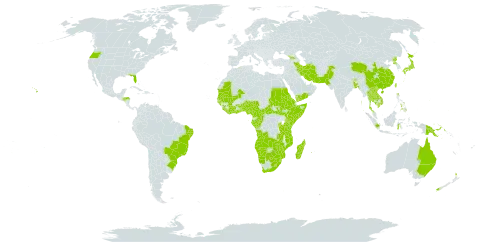 Centella asiatica world distribution map, present in Angola, American Samoa, Australia, Burundi, Benin, Burkina Faso, Bangladesh, Brazil, Bhutan, Botswana, Central African Republic, China, Côte d'Ivoire, Cameroon, Congo, Cook Islands, Comoros, Algeria, Eritrea, Ethiopia, Fiji, Micronesia (Federated States of), Gabon, Georgia, Ghana, Guinea, Guinea-Bissau, Equatorial Guinea, Guam, Honduras, Indonesia, India, Iran (Islamic Republic of), Japan, Kenya, Cambodia, Lao People's Democratic Republic, Liberia, Lesotho, Madagascar, Marshall Islands, Mali, Northern Mariana Islands, Mozambique, Mauritania, Mauritius, Malawi, Mayotte, Namibia, Nigeria, Niue, Nepal, New Zealand, Pakistan, Philippines, Palau, Papua New Guinea, Korea (Democratic People's Republic of), Réunion, Rwanda, Saudi Arabia, Sudan, Senegal, Singapore, Saint Helena, Ascension and Tristan da Cunha, Sierra Leone, Somalia, South Sudan, Sao Tome and Principe, eSwatini, Seychelles, Togo, Thailand, Tonga, Taiwan, Province of China, Tanzania, United Republic of, Uganda, United States of America, Viet Nam, Samoa, Yemen, South Africa, Zambia, and Zimbabwe