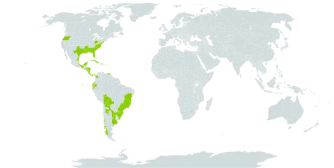 Centella erecta world distribution map, present in Argentina, Bahamas, Belize, Bermuda, Bolivia (Plurinational State of), Brazil, Chile, Colombia, Costa Rica, Cuba, Cayman Islands, Dominica, Ecuador, Guadeloupe, Honduras, Mexico, Martinique, Nicaragua, Panama, Puerto Rico, Paraguay, Turks and Caicos Islands, Trinidad and Tobago, Uruguay, United States of America, and Venezuela (Bolivarian Republic of)