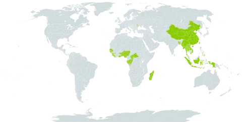 Centotheca world distribution map, present in Andorra, Benin, Bangladesh, Central African Republic, China, Congo, Cook Islands, Fiji, Gabon, Ghana, Guinea, Guinea-Bissau, Indonesia, Lao People's Democratic Republic, Liberia, Moldova (Republic of), Madagascar, Myanmar, Nigeria, Nepal, Philippines, Senegal, Solomon Islands, Sierra Leone, Togo, Thailand, Tonga, Taiwan, Province of China, United States of America, Viet Nam, Vanuatu, Wallis and Futuna, and Samoa